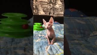 Милый котёнок с разным цветом глаз️ #shorts #sphynxcats #kitten #котята