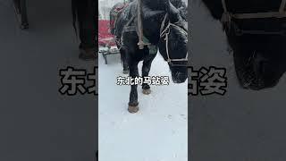 东北的马都得这么站着#东北站姿 #东北 #黑龙江 #东北上大分