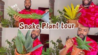 The Snake Plant tour you didn’t know you needed . More of my Sansevieria collection