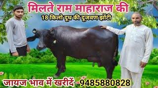 महाराज की 18 kg दूध की दुजन झोटी,Rudra choudhary dairy farm,Murrah,Buffalo,animal world,cow,bull