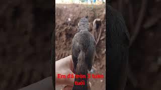 chào mào non 2024