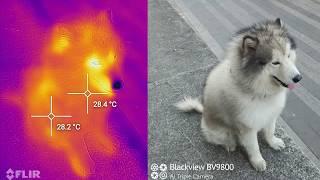 How to use Blackview BV9800 Pro thermal camera with the MyFLIR APP