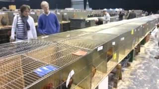 The National Poultry Show at Telford’s International Centre