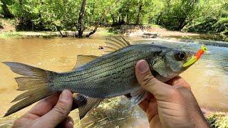 The Flood Brought Us a Fish Fry!