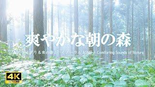 霧がかった雨上がりの朝の森 鳥のさえずり 虫の音:活力・集中力向上【Binaural ASMR,4K】