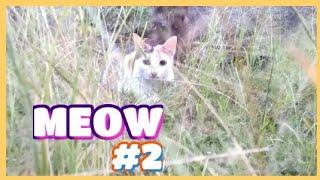 Vlog Kucing #2 "PUSI"