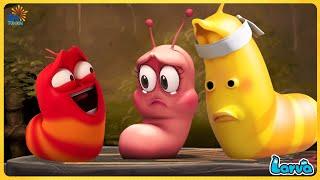 Larva Full  Episode | 1 Hour Compilation  Cartoons - Comedy - Comics  New Animation Movies 2020