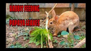 Rabbit feeding  papaya Leaves@leonsofficialvlog3693