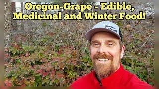 Oregon-Grape - Edible, Medicinal, Winter Food, and Edible Landscaping!