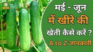 Success Story: खीरे की खेती से बदली किसान की किस्मत – 3 महीने में लाखों की कमाई!  | #cucumber