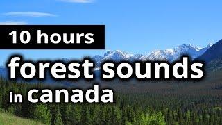 FOREST SOUNDS - CANADIAN Boreal FOREST in Summer SLEEP SOUNDS for sleep, relaxation