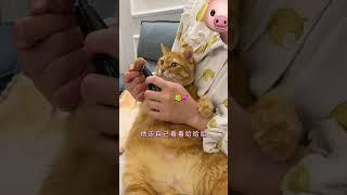 【#猫咪叫不苦】拥有一只超乖的小猫是什么体验~大概就是谁养谁迷糊吧 #宅家治愈记 #万物可爱计划