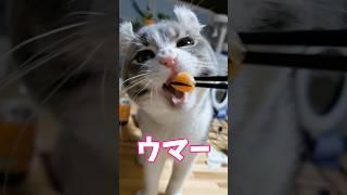 初めての○○で猫がとんでもない有様にw