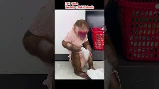 Smart monkey heals its own leg #monkeybaby #monkeyshort