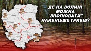  Куди на Волині поїхати по гриби? ТОП МІСЦЬ