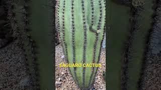 Saguaro Cactus: growing tall..