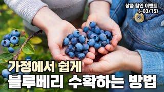 집에서도 풍성한 블루베리 열매🫐 수확하는 법‼️가정용 블루베리 소개와 댓글, 할인 이벤트까지