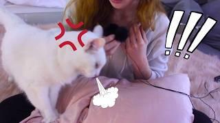 cat harrasses me asmr (then we go to bed)