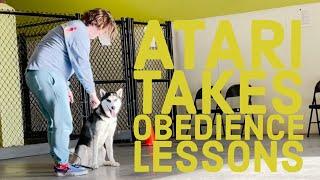 Siberian Husky takes Obedience Class | Travel with Starnes