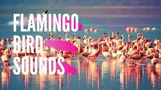 These Flamingos Have Sweet Dance Moves | Bahrain