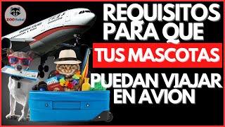 CONOCE los requisitos para que TU MASCOTA viaje en avión CONTIGO