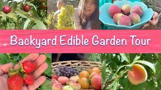 BACKYARD EDIBLE GARDEN TOUR