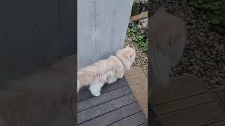 주말엔 고영주택 고양이들과 여유 부리기^^
