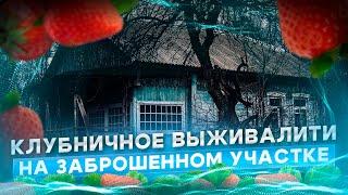 СУРОВЫЙ ТЕСТ. КЛУБНИКА БЕЗ ПРОПОЛОК, ОБРАБОТОК И ПОДКОРМОК. МОЖНО ЛИ У НАС САЖАТЬ ЕВРОПЕЙСКИЕ СОРТА