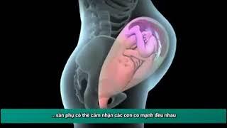 Quá trình sinh - video minh họa (sưu tầm)