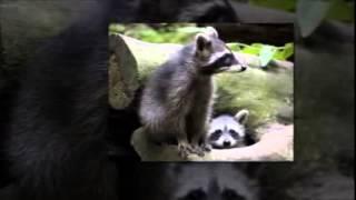 Raccoon Control Services Arlington TX | 817.431.3007