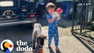 Little Boy Gets A Puppy Who Grows Up To Be ENORMOUS | The Dodo