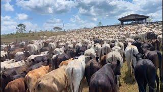 800 CABEÇAS DE GADO RETIRADA DA FAZENDA P/ NÃO M0RRER DE FOME