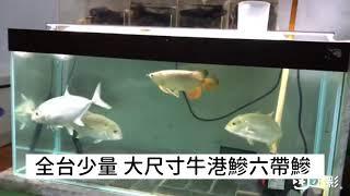 淡化魚 GT牛港鰺 六帶鰺 #GT #牛港鰺 #淡化魚 #六帶鰺 #大型魚 #樂魚愉人水族