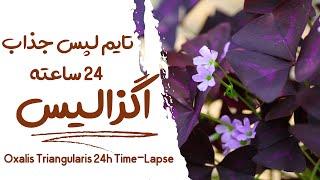 جذاب ترین تایم لپس اگزالیس در طول 24 ساعت (هوای بارانی) | Oxalis Triangularis Time-Lapse