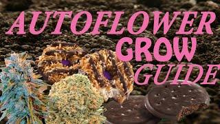 HOW TO START AUTOFLOWER GROW, Girl Scout COOKIE EXTREME AUTO BLUE DREAM AUTO GROW VLOG GARPSEN 2000W