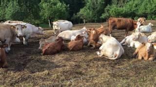 Cows in Black forest, Germany