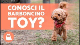 TUTTO sul Barboncino TOY  (Cure e curiosità)