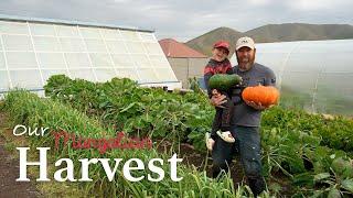 HARVEST WITH MY SON and filling the winter greenhouse | Garden to Kitchen