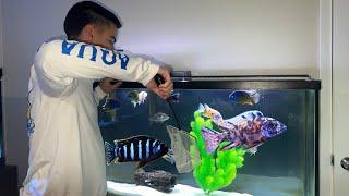 OB CICHLIDS moved into breeding tank *75 gallon aquarium*