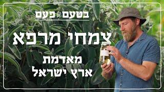 האנטיביוטיקה של הטבע: צמחי מרפא ארץ-ישראלים | בטעם של פעם