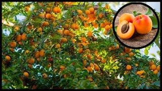 Modern Apricot Farming And Harvesting | Apricot Drying Process In Agriculture Technology