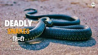 Deadly Snakes - Canada and Indonesia, हिन्दी डॉक्यूमेंट्री | Wildlife documentary in Hindi