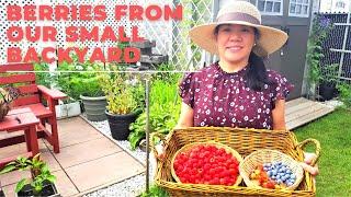 HARVESTING ORGANIC RASPBERRIES, STRAWBERRIES AND BLUEBERRIES IN OUR TINY GARDEN #gardening #plants