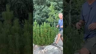 Brighten Your Winter | Winter Sun Mugo Pine