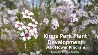 Looking to the future: Kings Park wax flowers