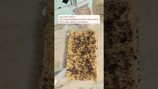 Как прорастить #микрозелень ? #растениядома #проращивание #зелень #растения #ростки #проростки