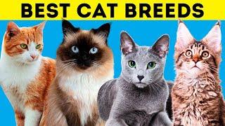 12 BEST CAT Breeds for FIRST TIME Owners