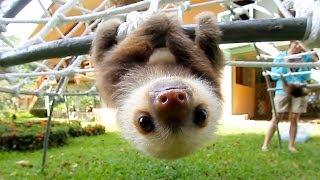 What Does A Sloth Say?