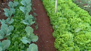 COMO TER UMA HORTA BONITA, HORTA LUCRATIVA