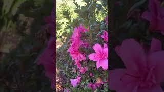 Encore azaleas for year round Color / blooms three times a year ! Autumn Empress & Autumn Embers 